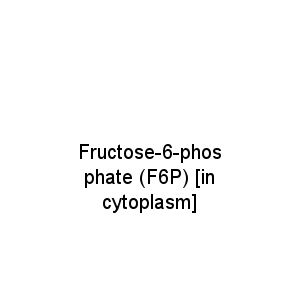 Fructose-6-phosphate (F6P) [in cytoplasm]